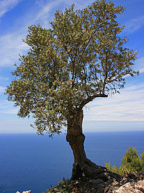  Impressionen Attraktion  Olivenbaum an der Küste