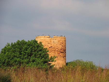 Foto Turm mit Vögeln