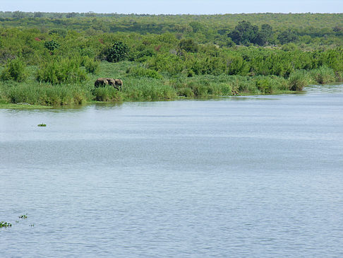 Elefanten am Wasser - Limpopo